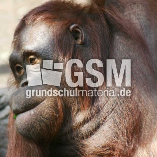 Orang-Utan-2.jpg